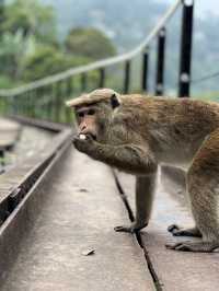 Should you visit Ella? Sri Lanka 
