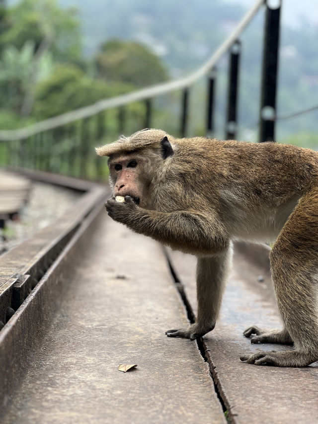 Should you visit Ella? Sri Lanka 