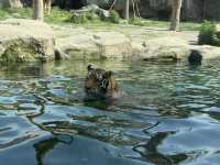 上海野生動物園優質動物園之選👍👍