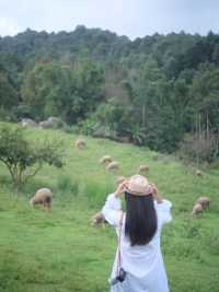 ม่อนน้องแกะ ดอยผาตั้ง (ดอยอินทนนท์)