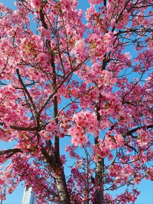 Nagai Park Cherry Blossoms– A Sports Lover’s Hanami Paradise