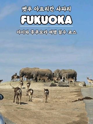 아이랑 후쿠오카 여행을 간다면 꼭 들러보세요 '아프리칸 사파리'
