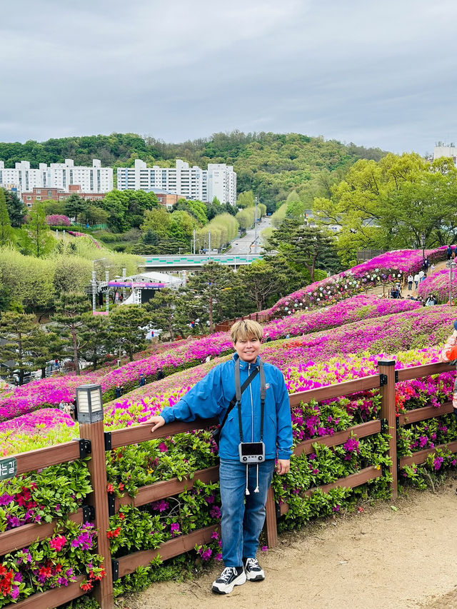 Celebrates the Breathtaking Bloom of Royal Azaleas Flowers