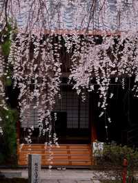 Kyoto’s Hidden Cherry Blossom Waterfall—Unbelievably Beautiful! 🌸💫