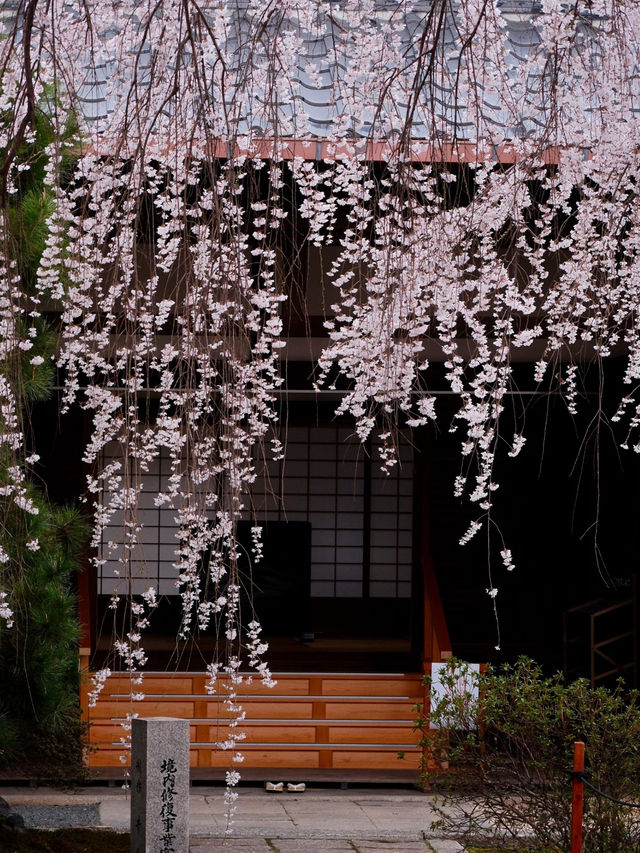 Kyoto’s Hidden Cherry Blossom Waterfall—Unbelievably Beautiful! 🌸💫