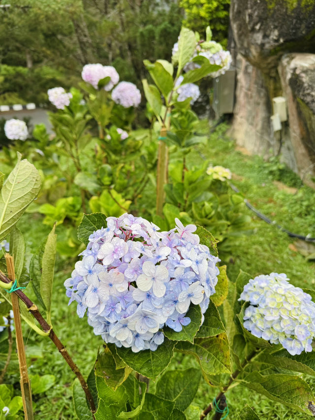 Flower Lovers, This One’s for You