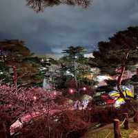 三輪南公園•夜櫻下的浪漫