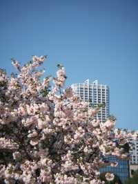 東京 新宿御苑 賞櫻好方便 🌸