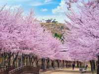 Incheon Grand Park Cherry Blossoms: A Floral Oasis Near Seou