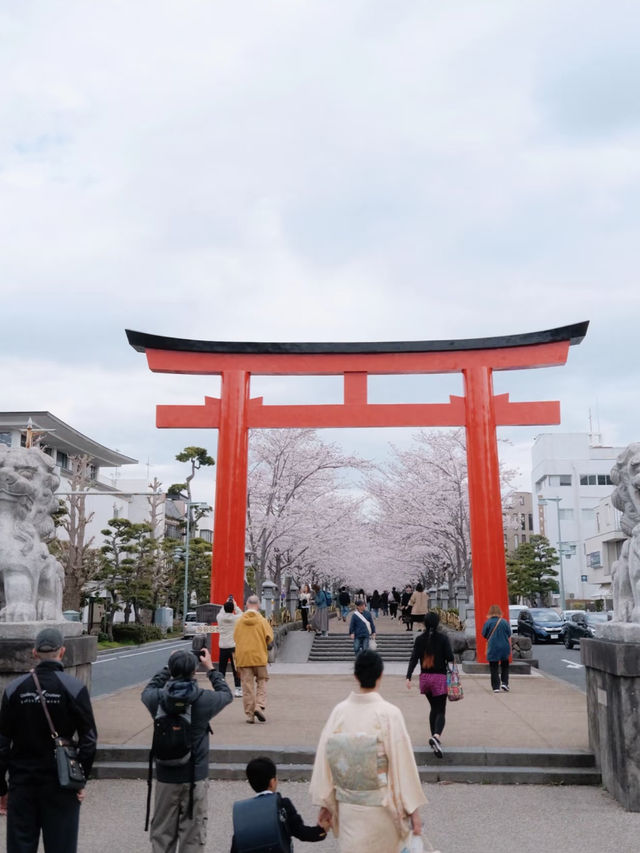 Kamakura's Cherry Blossom Magic: A Dreamy Love Story 🌸💖