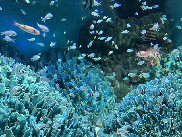 空飛ぶアシカ！？サンシャイン水族館@池袋🦭