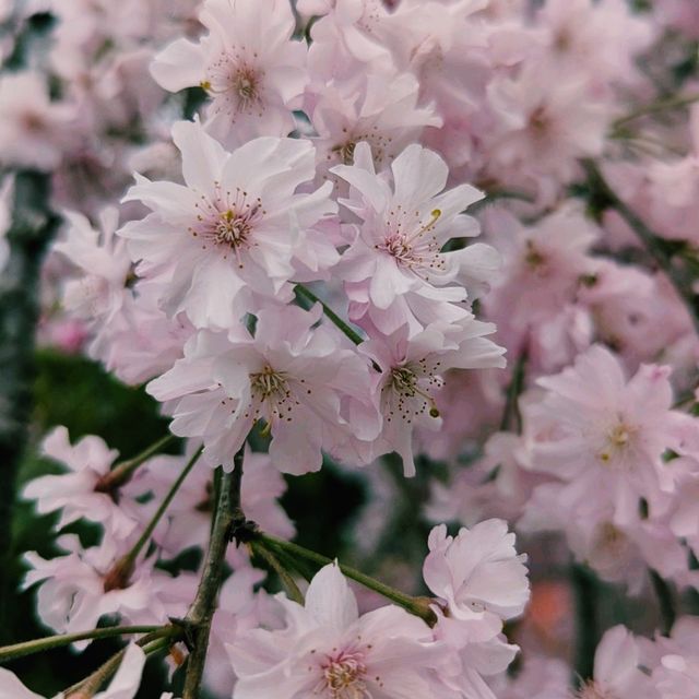 四月花季遊東京