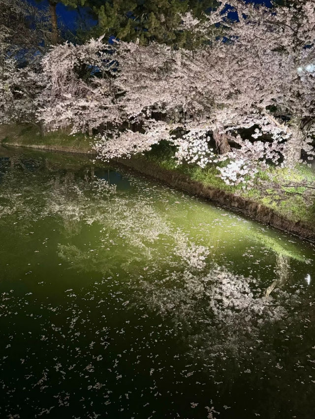🌸 Sleepwalking Through the Night Sakura at Hirosaki Park, Aomori 🌌