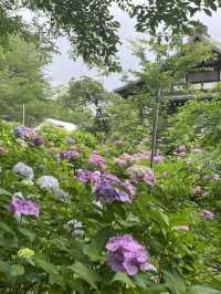 【千葉】紫陽花と五重塔を収められる人気撮影スポット