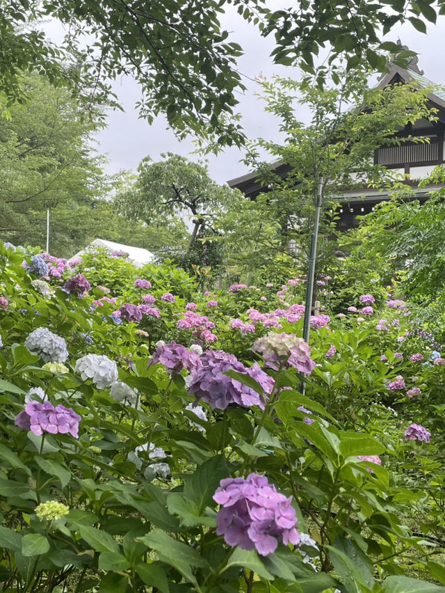 【千葉】紫陽花と五重塔を収められる人気撮影スポット