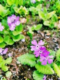 Shibazakura Garden: Japan's Spring Blooming Beauty