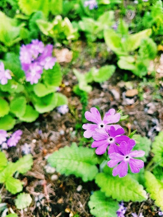 Shibazakura Garden: Japan's Spring Blooming Beauty