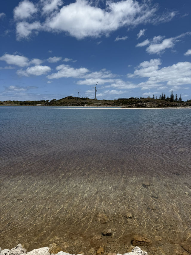 澳洲珀斯必去一日遊景點-羅特尼斯島（Rottnest Island）