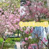 🌸香港城市中的櫻花🌸
