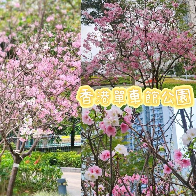 🌸香港城市中的櫻花🌸