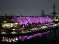 The Most Beautiful and Romantic Starbucks store with Cherry Blossom! 🌸 