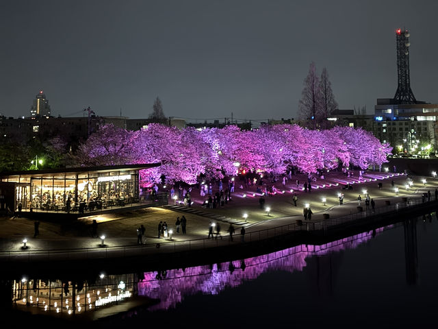 The Most Beautiful and Romantic Starbucks store with Cherry Blossom! 🌸 