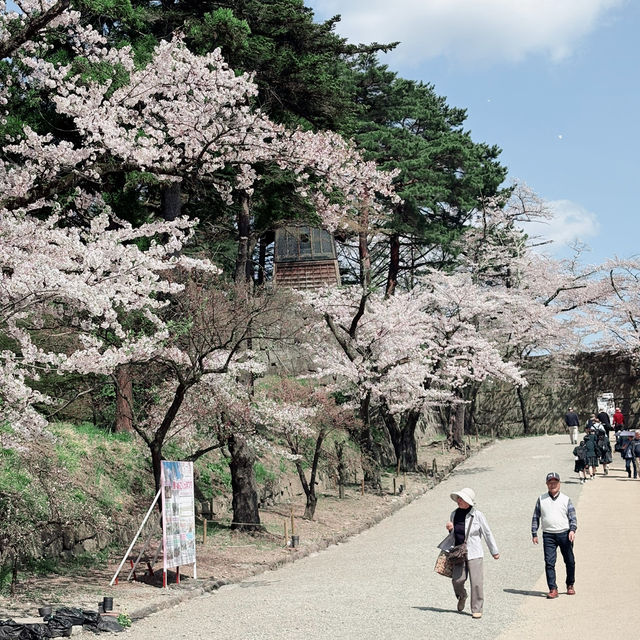  A Springtime Escape at Tsuruga castle