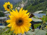 Into the Heart of the Himalayas: My Soul-Stirring Journey to Annapurna