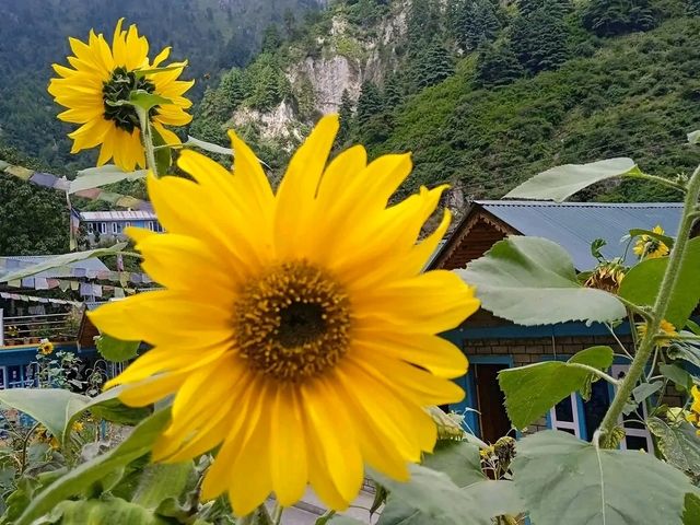 Into the Heart of the Himalayas: My Soul-Stirring Journey to Annapurna