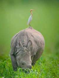 Into the Wild: A Magical Journey through Chitwan National Park