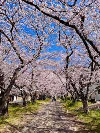 The Forgotten Sakura Path: Enōji Temple’s Secret Canopy