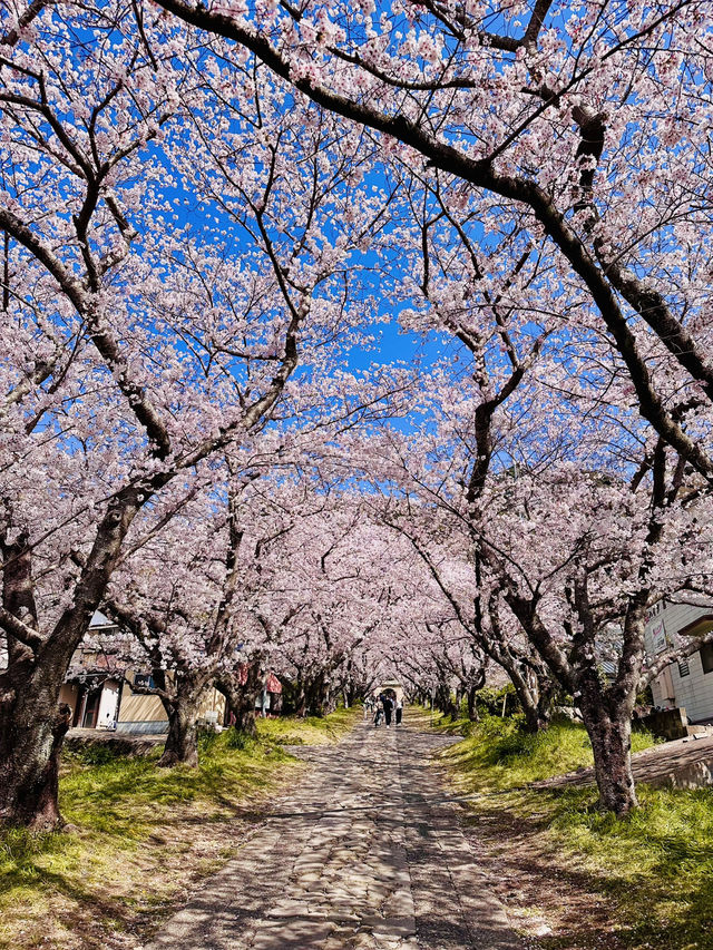 The Forgotten Sakura Path: Enōji Temple’s Secret Canopy