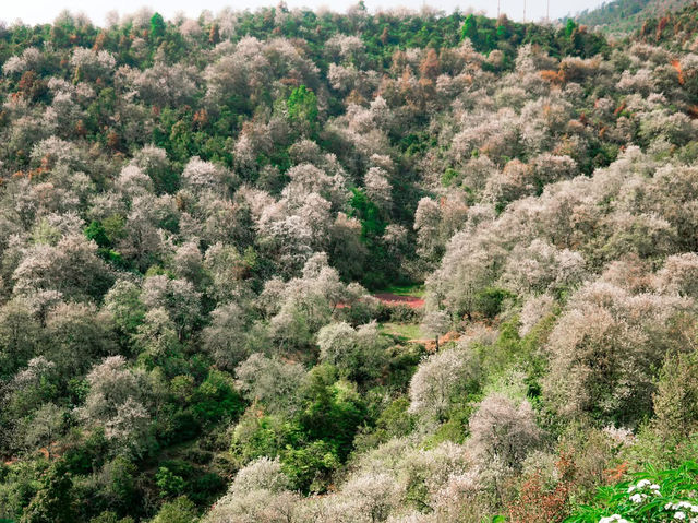Sơn La