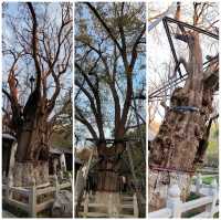 有著歷史文化底蘊的范公亭公園三賢祠