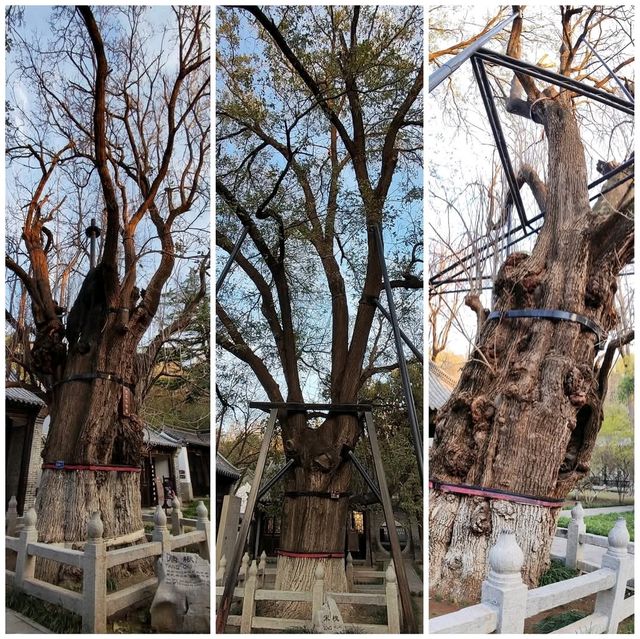 有著歷史文化底蘊的范公亭公園三賢祠