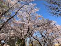 清水沼公園，曾經的沼澤之地，現搖身一變成了公園住宅和賞櫻之所