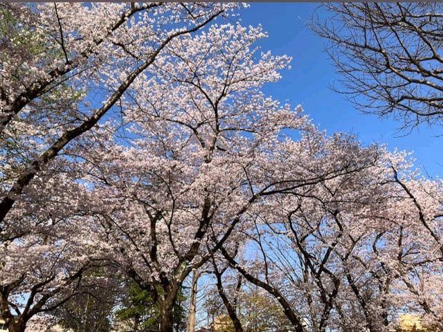清水沼公園，曾經的沼澤之地，現搖身一變成了公園住宅和賞櫻之所