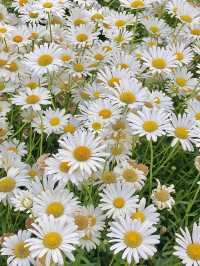 청주 샤스타데이지 나들이 🌼