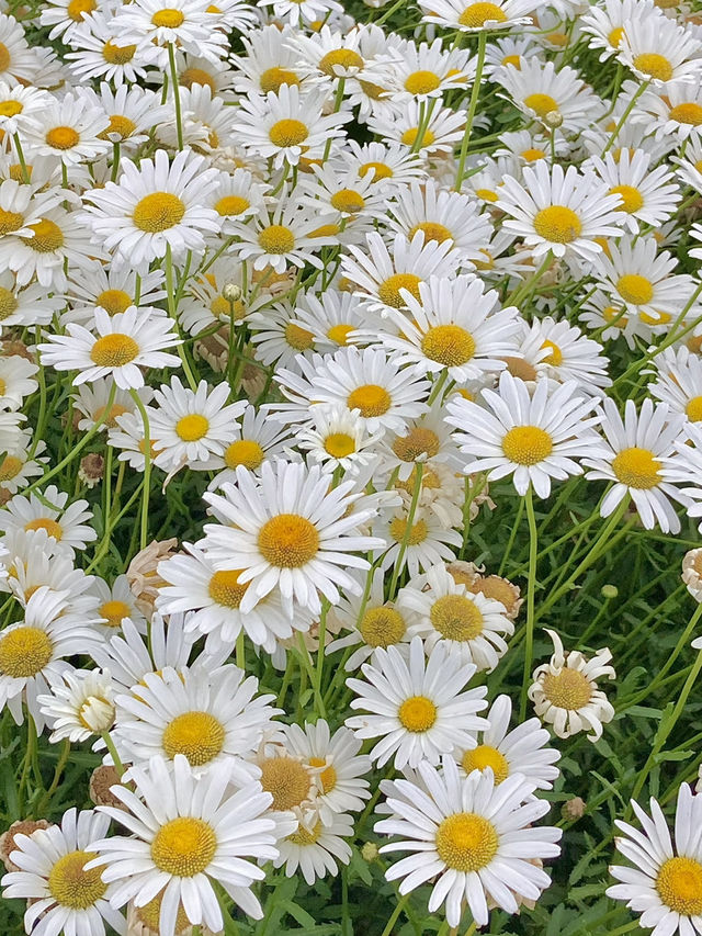 청주 샤스타데이지 나들이 🌼