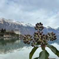 Turquoise Dreams at Lake Brienz: Where Mountains Kiss the Water