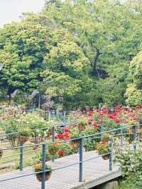 【江ノ島】サムエル・コッキング苑で味わう花々💐