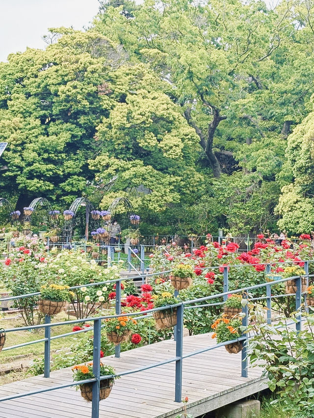 【江ノ島】サムエル・コッキング苑で味わう花々💐