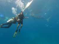 Oslob Whale Shark Watching