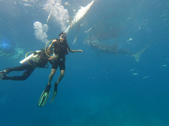 Oslob Whale Shark Watching