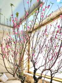 A LOVELY LITTLE SURPRISE, PINK BLOSSOMS BRIGHTENING UP THE HOTEL LOBBY