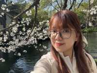 Cherry blossoms in Hangzhou (2025.03.26) 