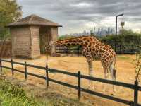 A Wild Day Out with the Kids: Taronga Zoo’s Best Views and Creatures