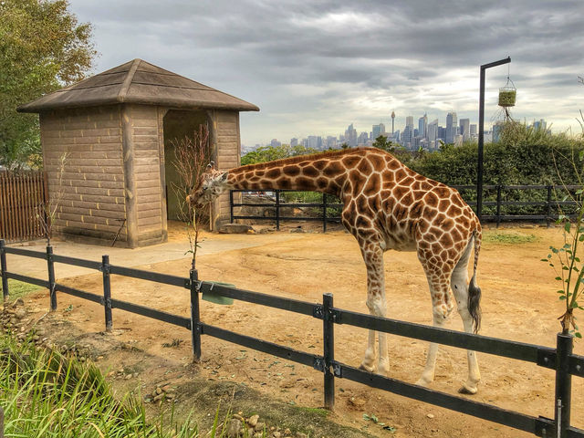 A Wild Day Out with the Kids: Taronga Zoo’s Best Views and Creatures