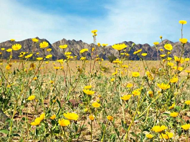 Lowest Point, Limitless Views: Exploring Badwater Basin