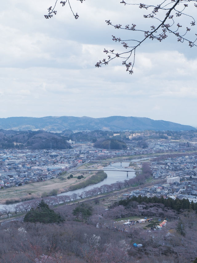 大阪飛去日本東北賞櫻: 一目千木櫻 